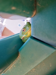 Hyla gratiosa