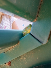 Hyla gratiosa