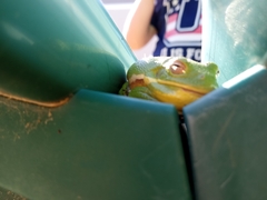 Hyla gratiosa
