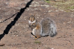 Sciurus carolinensis