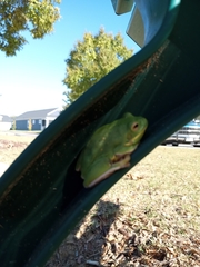 Hyla gratiosa