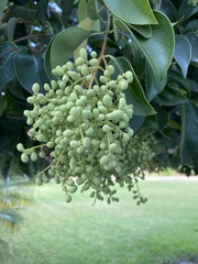 Ligustrum
