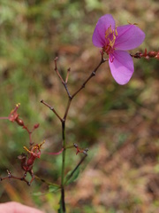 Rhexia alifanus