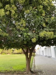 Ligustrum