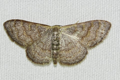 Leptostales pannaria
