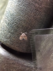 Clogmia