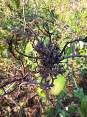 Rose rosette emaravirus