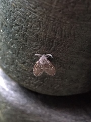 Clogmia