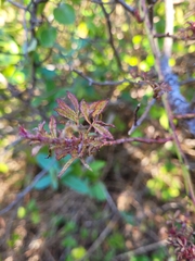 Rose rosette emaravirus