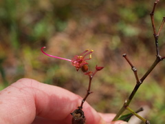 Rhexia alifanus