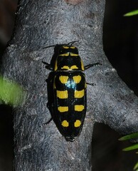 Buprestis octoguttata