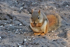 Tamiasciurus hudsonicus