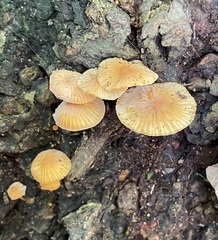 Xeromphalina cauticinalis