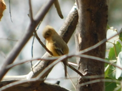 Empidonax fulvifrons