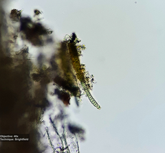 Cyanobacteria