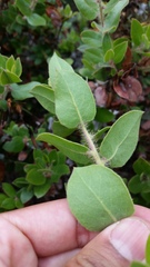 Arctostaphylos pajaroensis