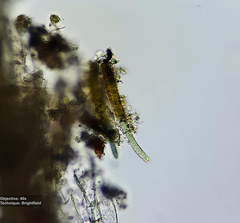 Cyanobacteria