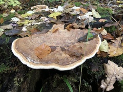 Heterobasidion annosum