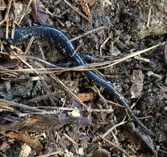 Plethodon glutinosus