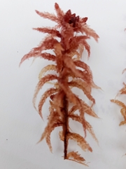 Sphagnum magellanicum