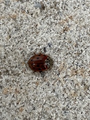 Harmonia quadripunctata