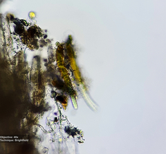 Cyanobacteria