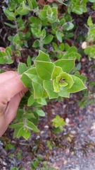 Arctostaphylos pajaroensis