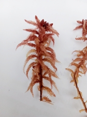 Sphagnum magellanicum