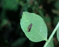 Ectobius lapponicus