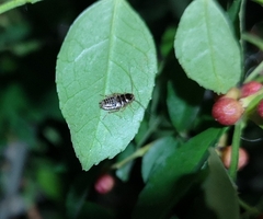 Ectobius lapponicus