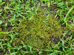 Fimbristylis griffithii