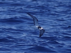 Pterodroma longirostris