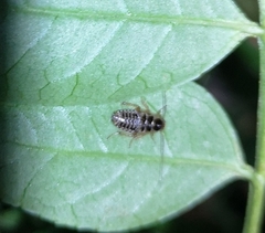 Ectobius lapponicus