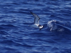 Pterodroma longirostris