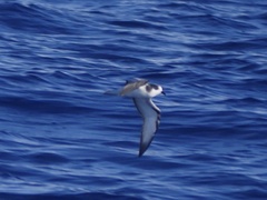 Pterodroma longirostris
