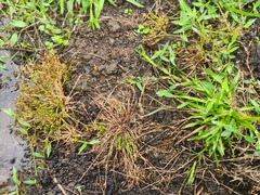 Fimbristylis griffithii