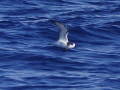 Pterodroma longirostris