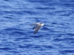 Pterodroma longirostris