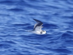 Pterodroma longirostris