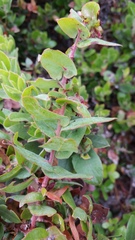 Arctostaphylos pajaroensis