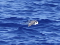 Pterodroma longirostris