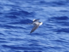 Pterodroma longirostris