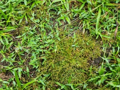 Fimbristylis griffithii