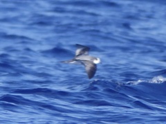 Pterodroma longirostris