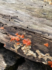 Tulasnella aurantiaca