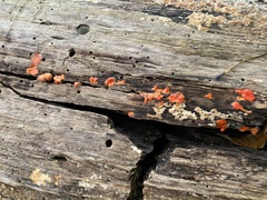 Tulasnella aurantiaca