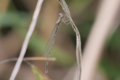 Oxyagrion terminale