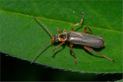 Cantharis nigricans