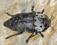 Capnodis tenebrionis