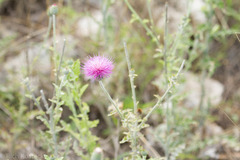 Cirsium texanum